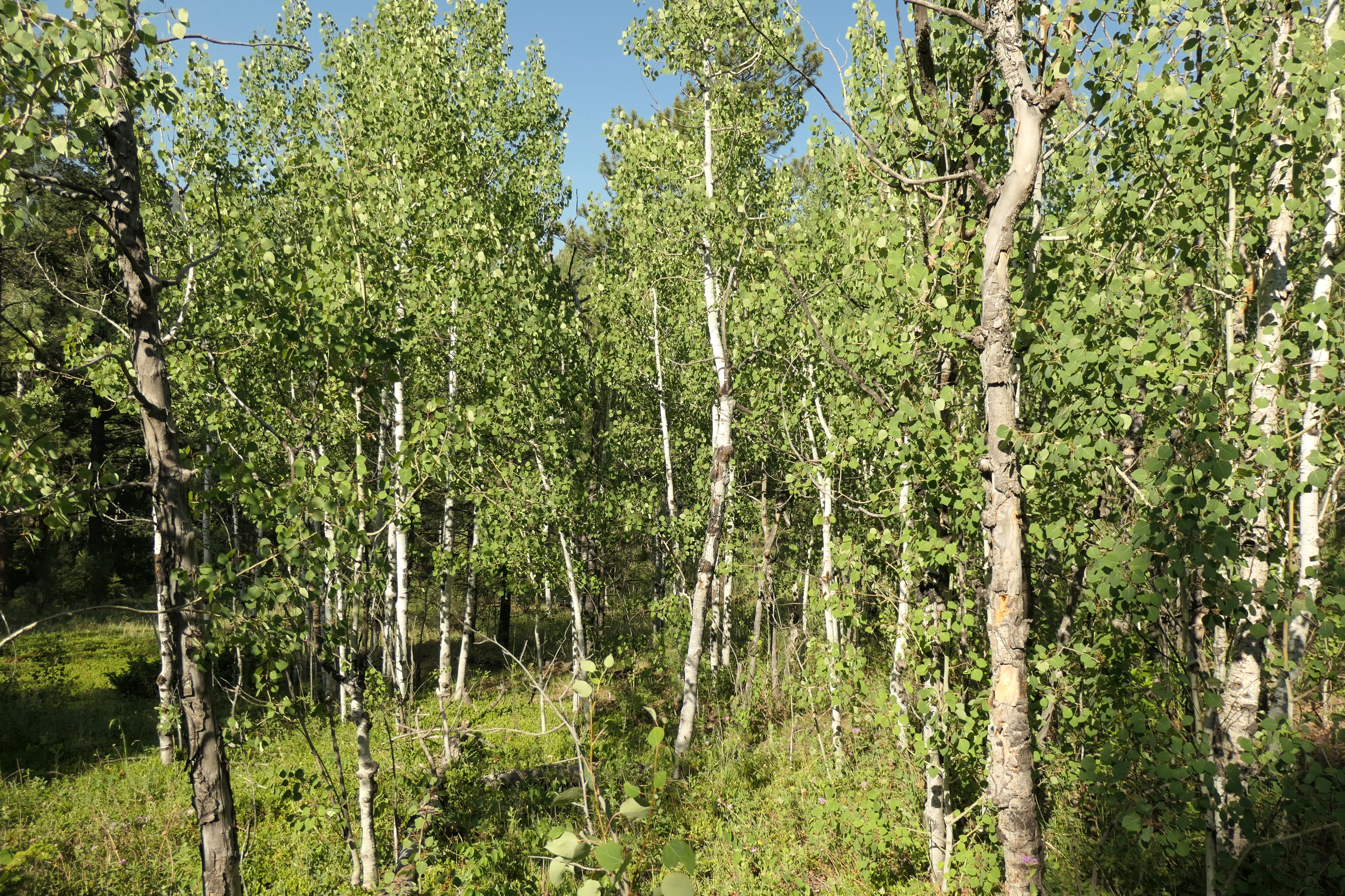 Aspen-Wald