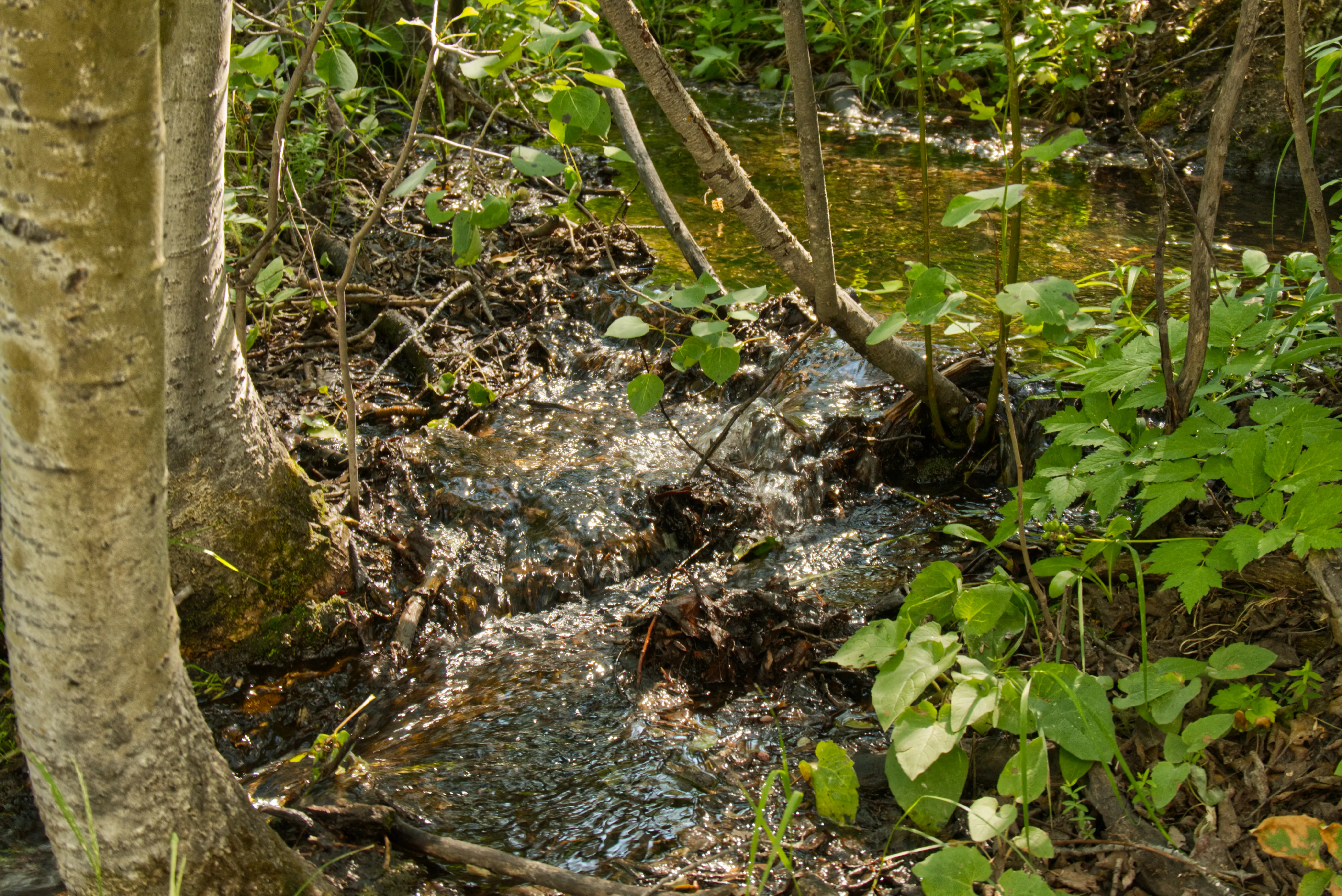 Kleiner Bach im Wald