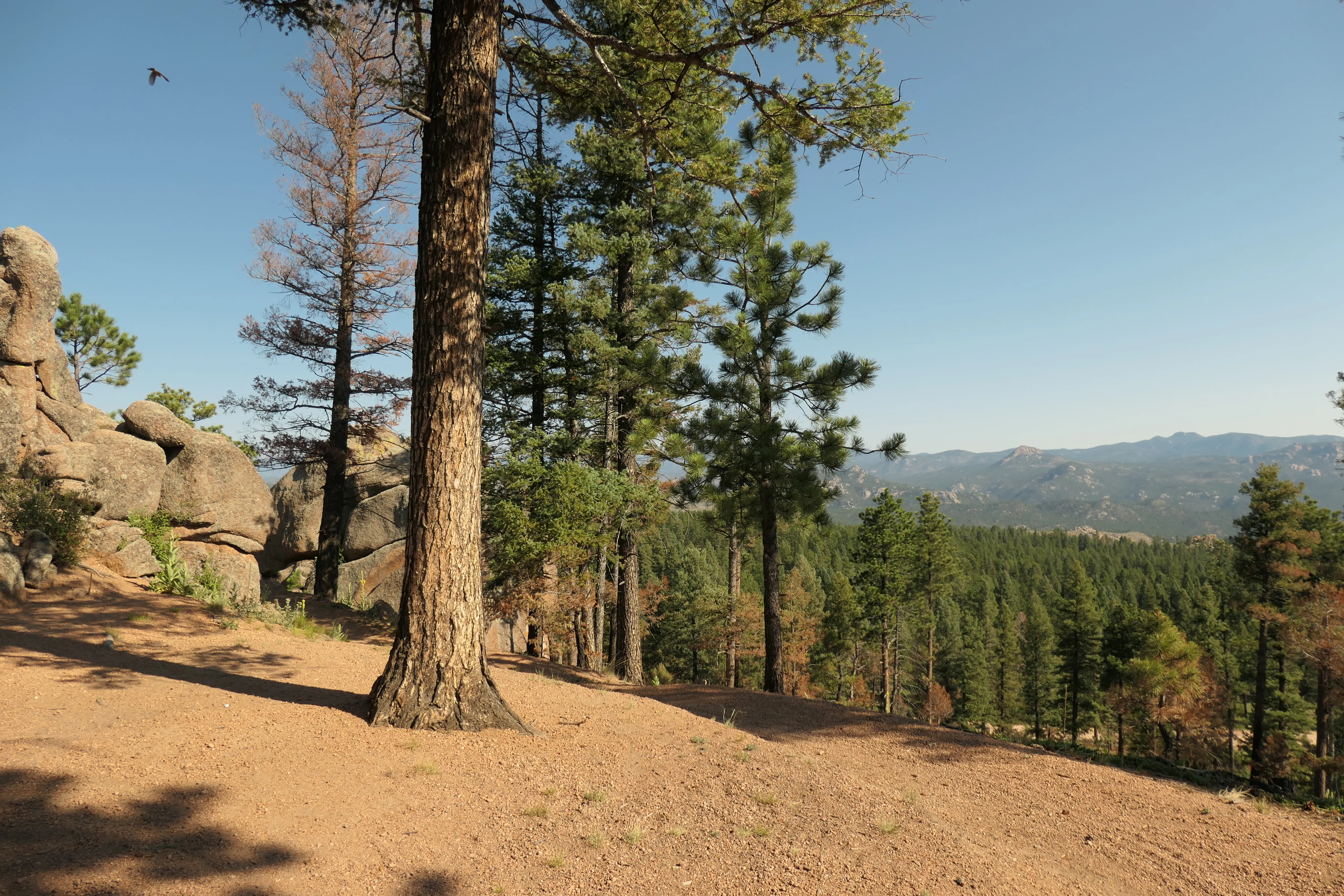 Im Wald mit Blick in die Berge
