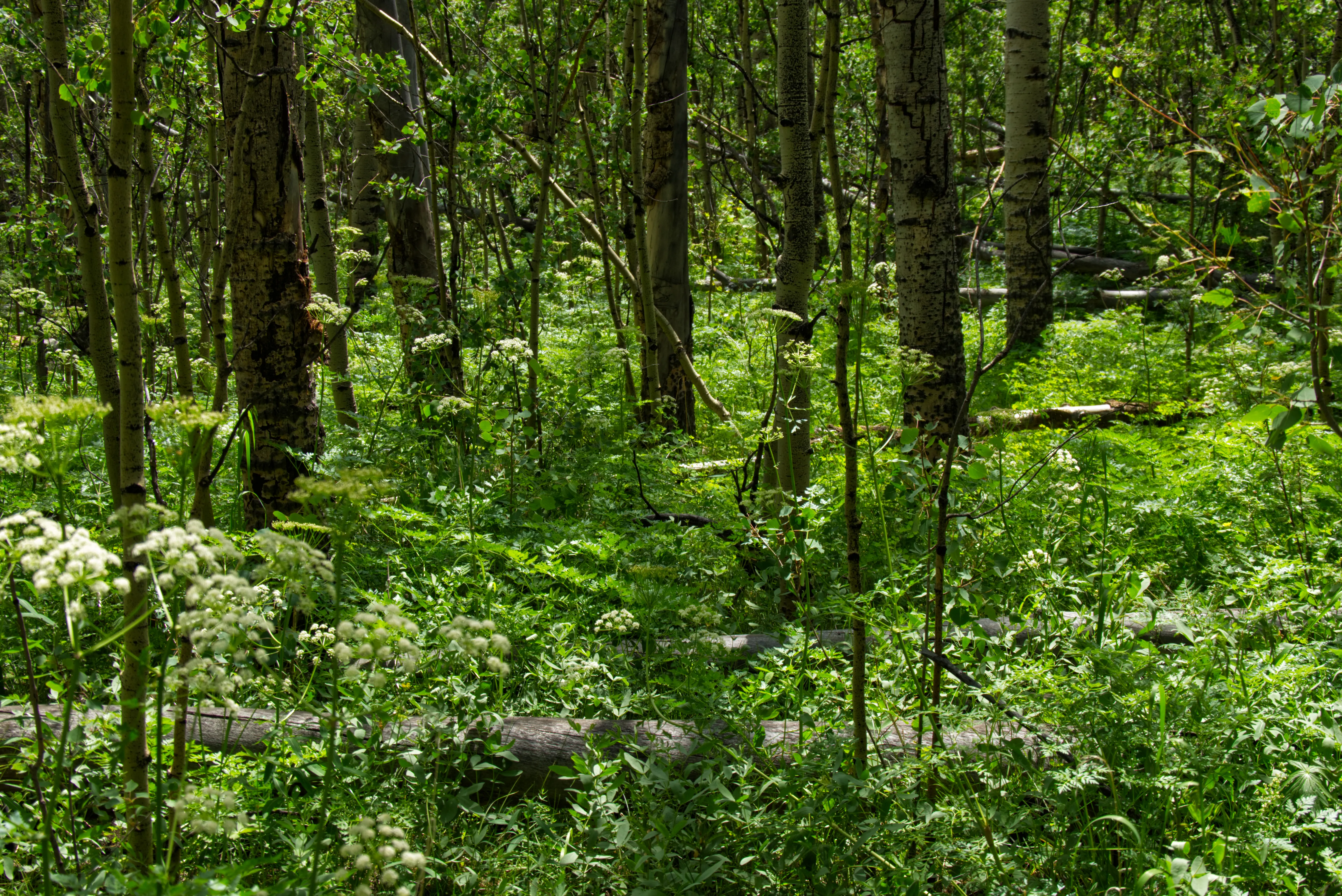 Grüne Wälder